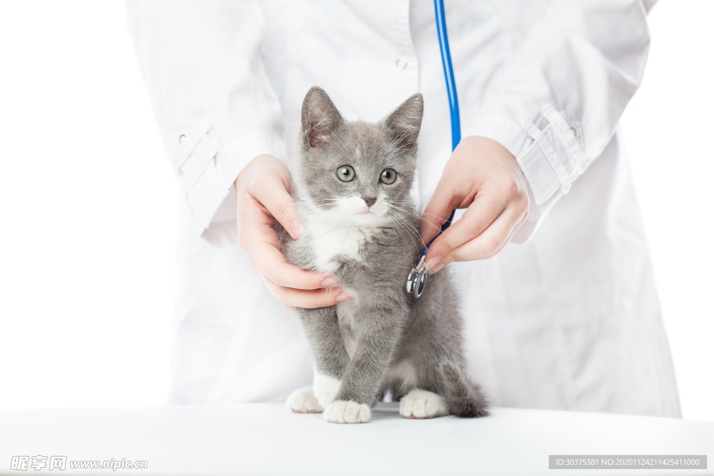 宠物猫