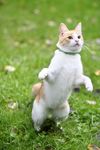 宠物猫