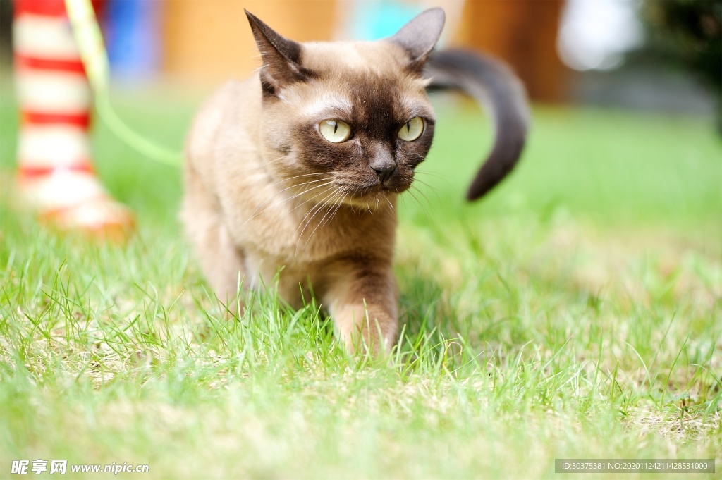 宠物猫
