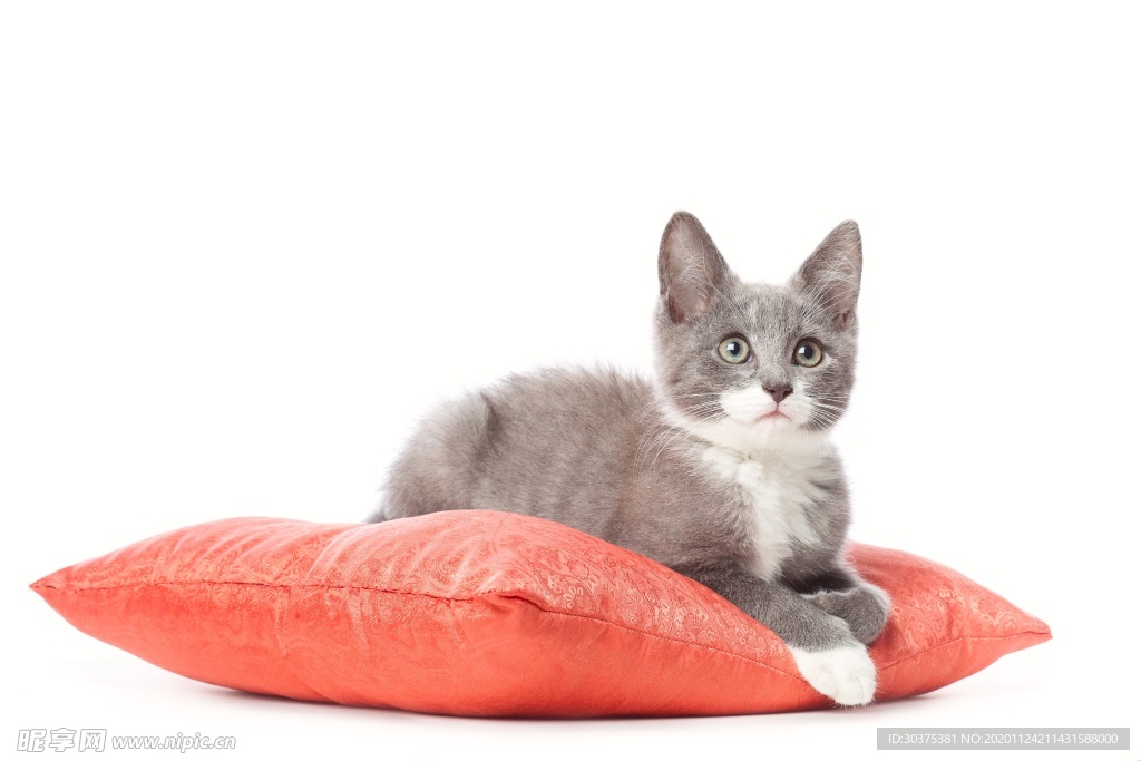 宠物猫