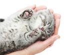 宠物猫
