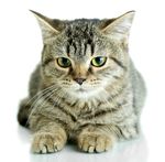 宠物猫