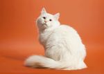 宠物猫