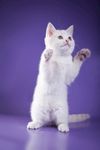 宠物猫