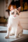 宠物猫