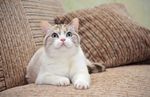 宠物猫