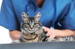 宠物猫