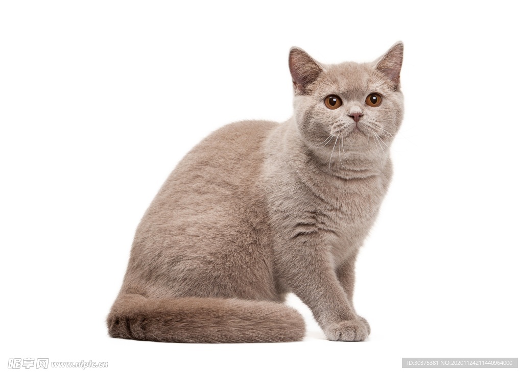 宠物猫