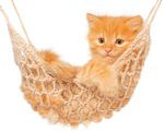 宠物猫