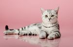 宠物猫