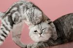 宠物猫