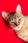 宠物猫