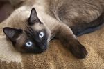 宠物猫