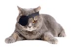 宠物猫