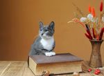 宠物猫