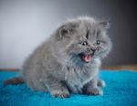 宠物猫