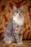 宠物猫