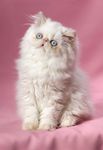 宠物猫