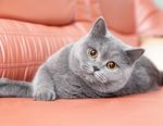 宠物猫