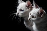 宠物猫