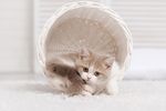 宠物猫