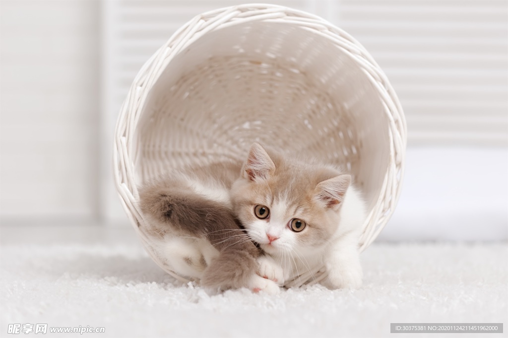 宠物猫