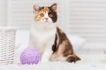 宠物猫