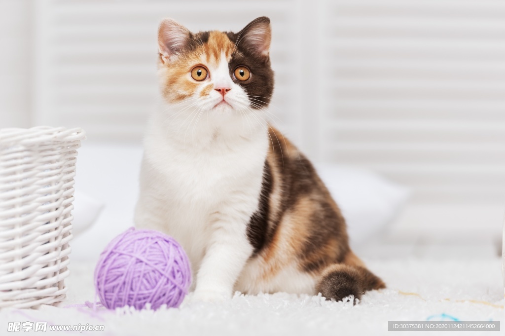 宠物猫