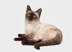 宠物猫