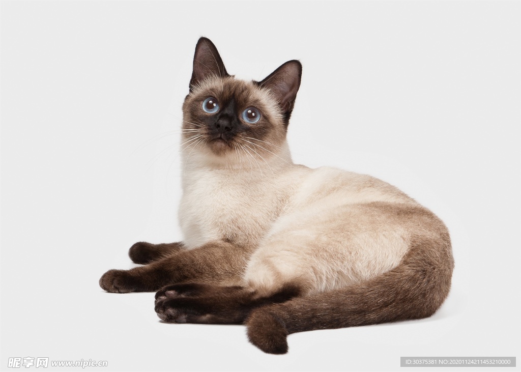 宠物猫