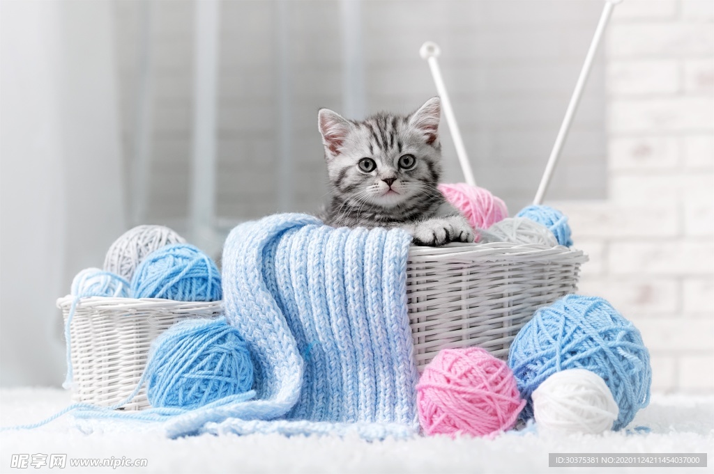 宠物猫