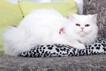 宠物猫