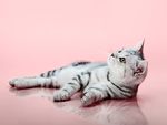 宠物猫