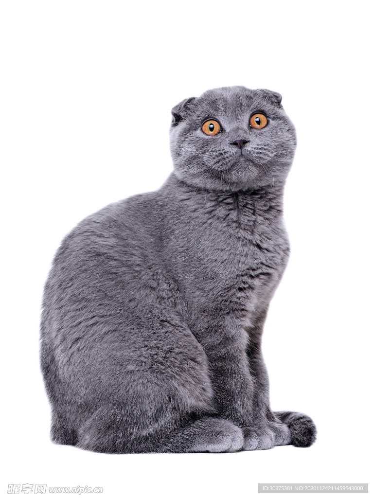 宠物猫