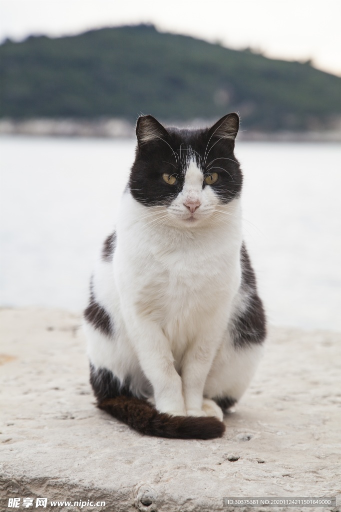 宠物猫