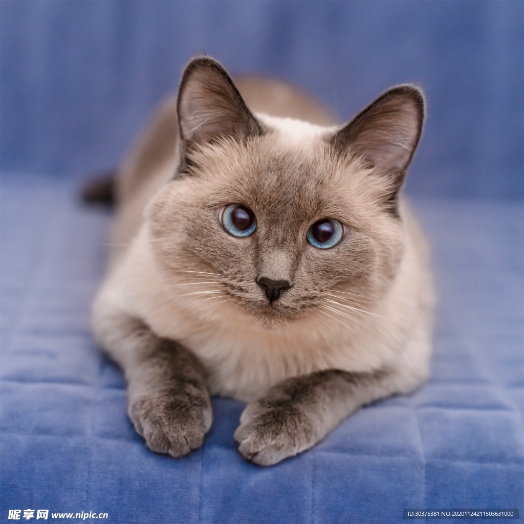 宠物猫
