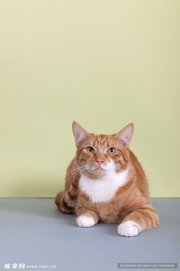宠物猫