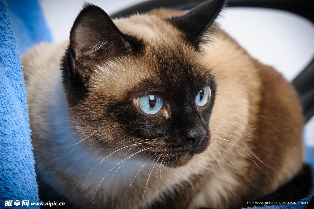 宠物猫