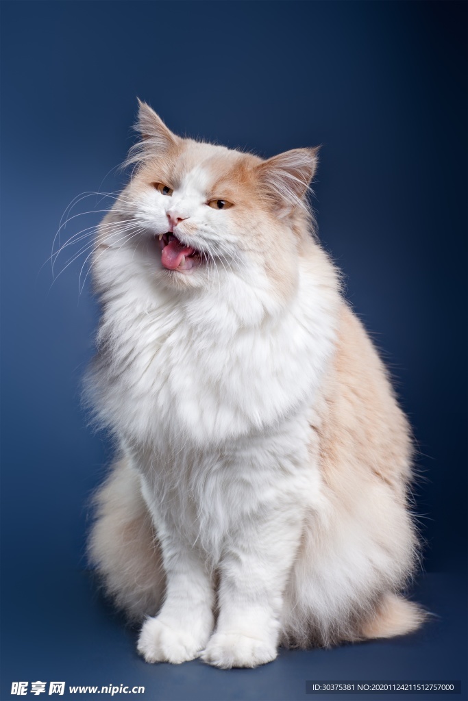 宠物猫