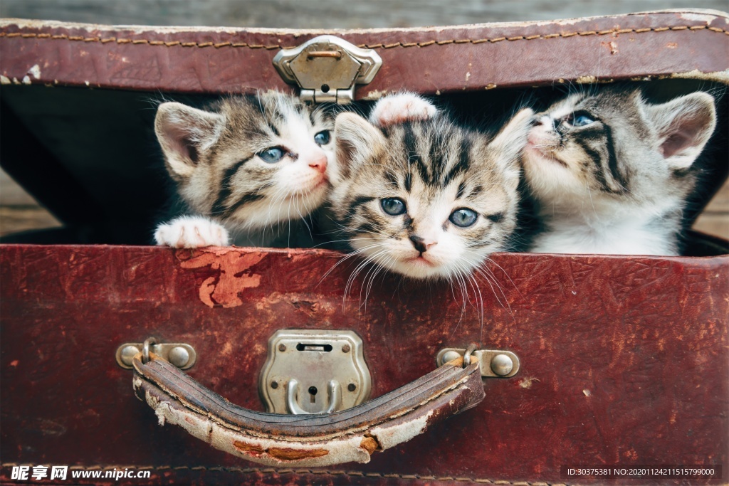 宠物猫