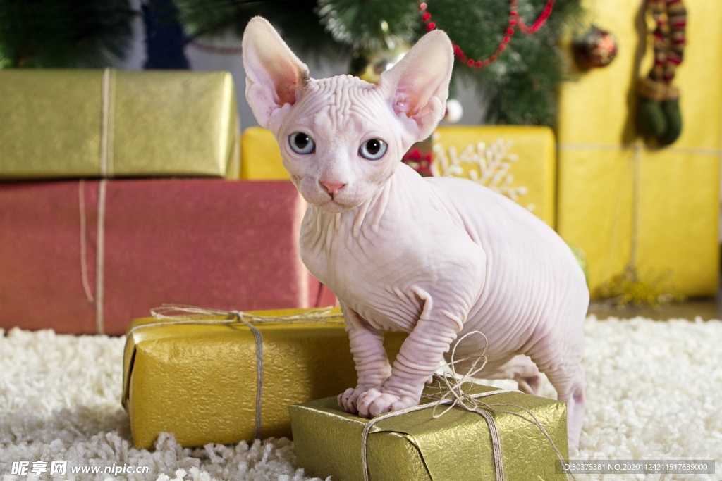 宠物猫