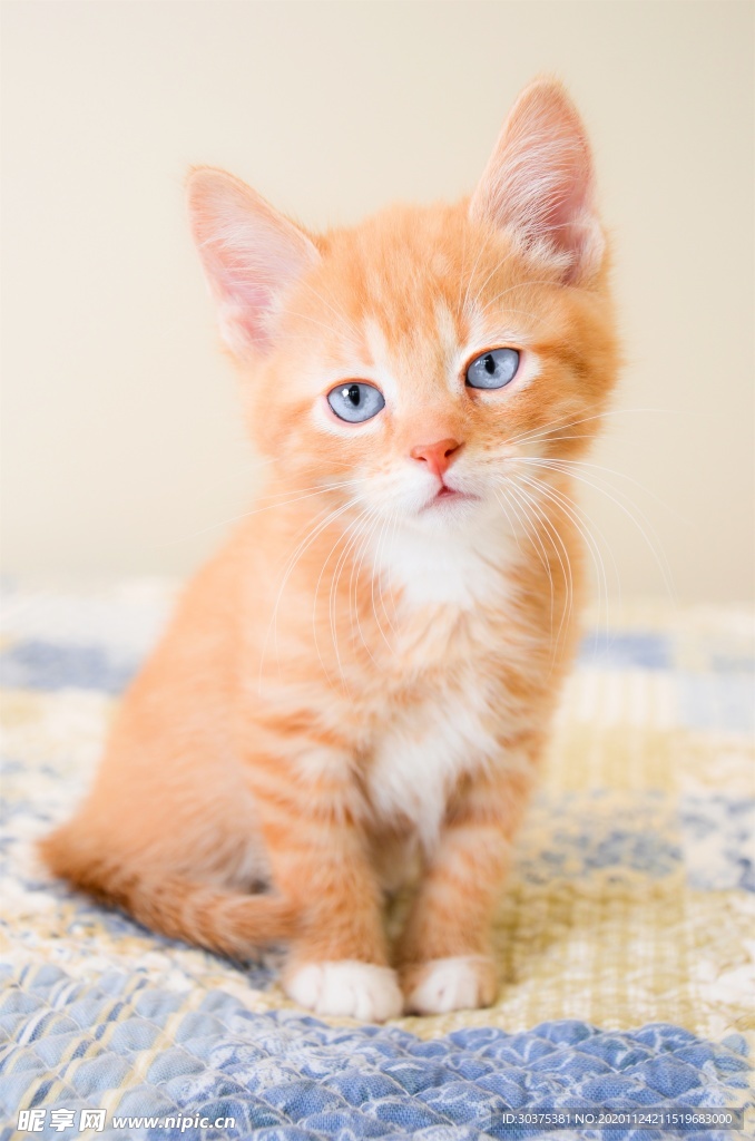 宠物猫