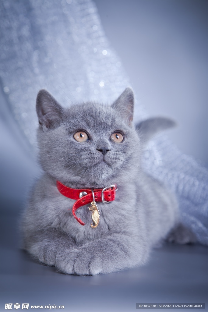 宠物猫