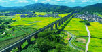 田野