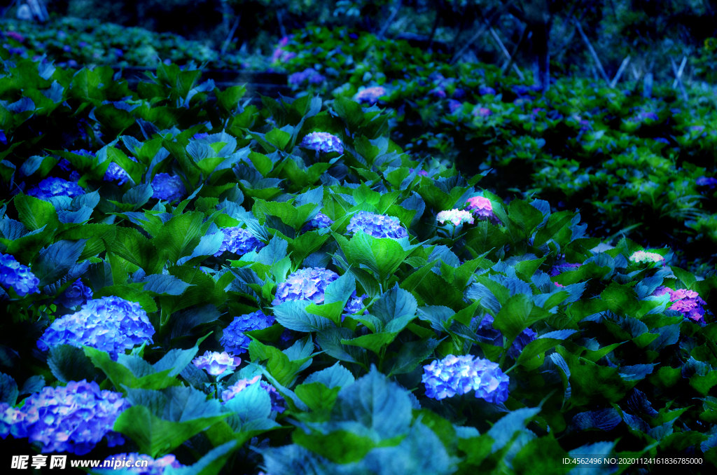 绣球花
