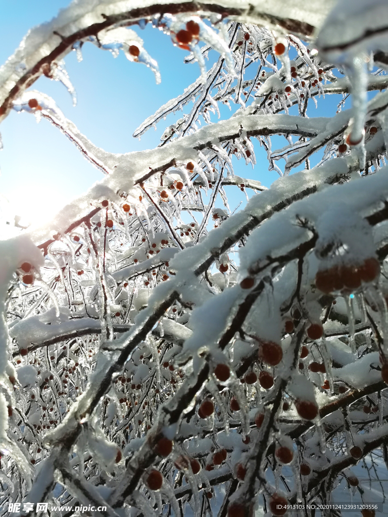 美丽雪景 雪 冰雪 冰雨 长春