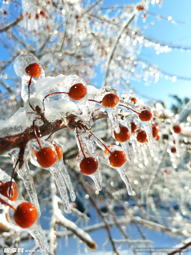 美丽雪景 雪 冰雪 冰雨 长春