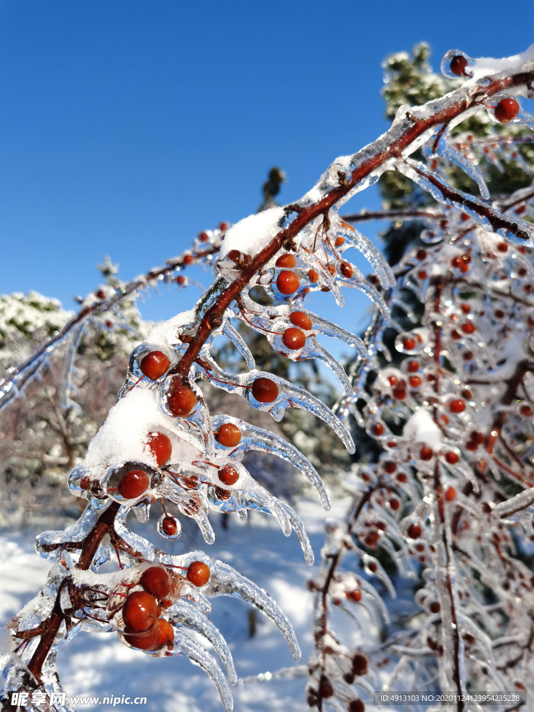 美丽雪景 雪 冰雪 冰雨 长春