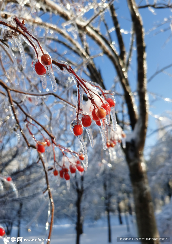 美丽雪景 雪 冰雪 冰雨 长春