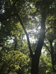 阳光树林